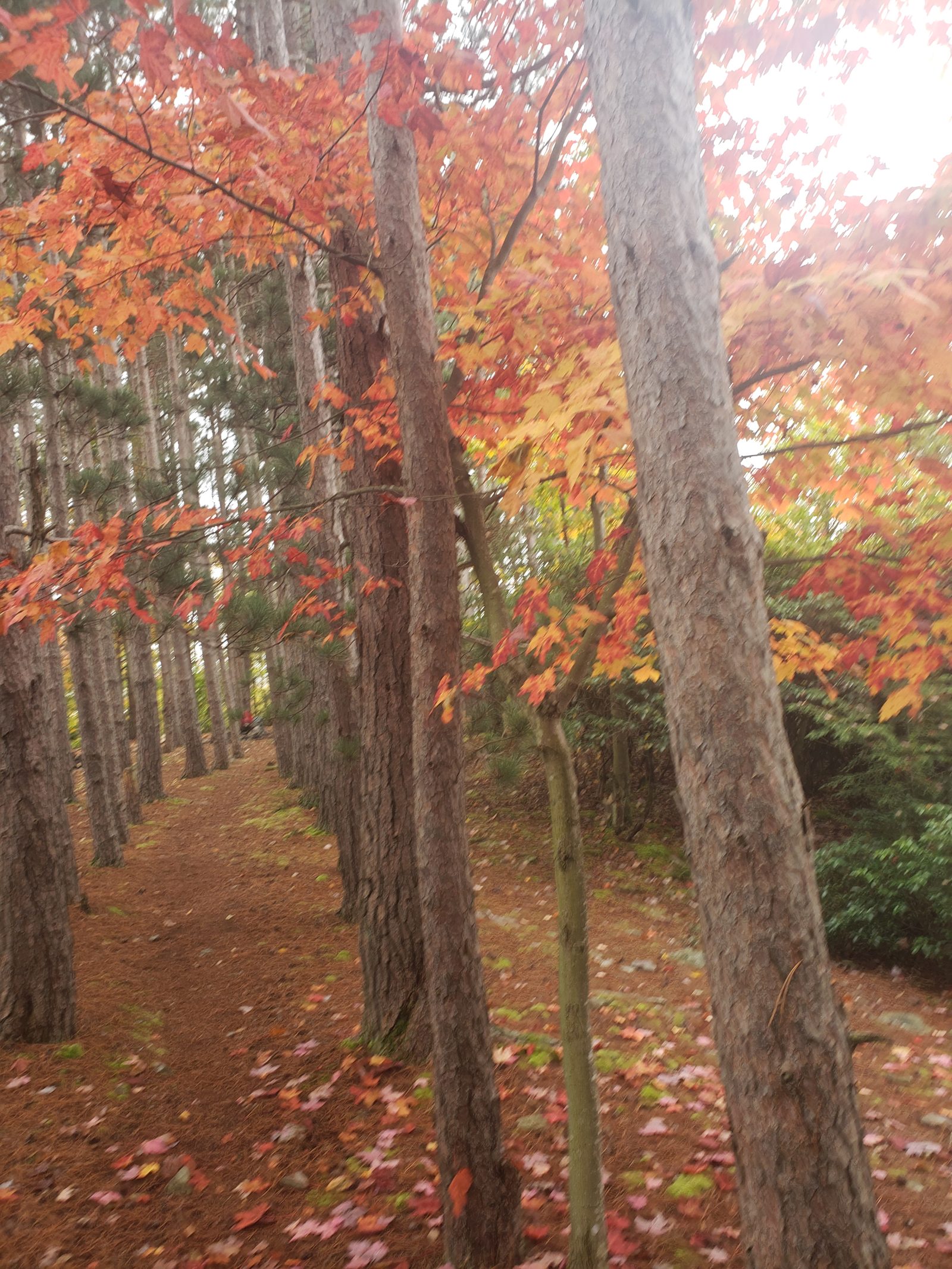 Autumn hiking trail through the forest near Dolly Sods